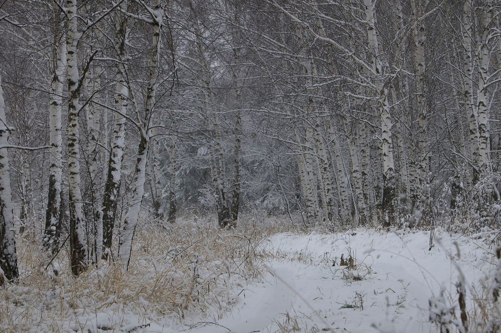 Фотография автора Колосова Елена