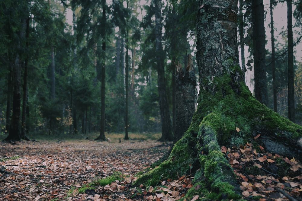 Photograph by Анастасия Арбузова