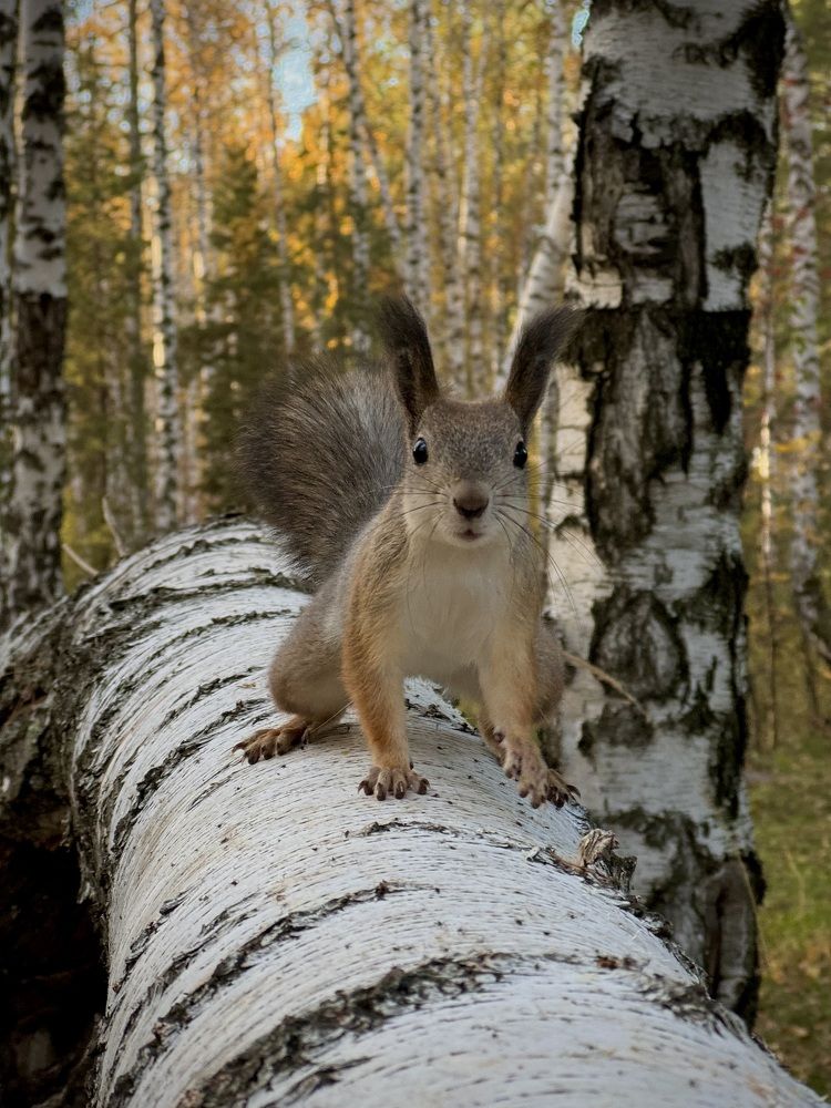 Фотография автора Евгения Елисеева