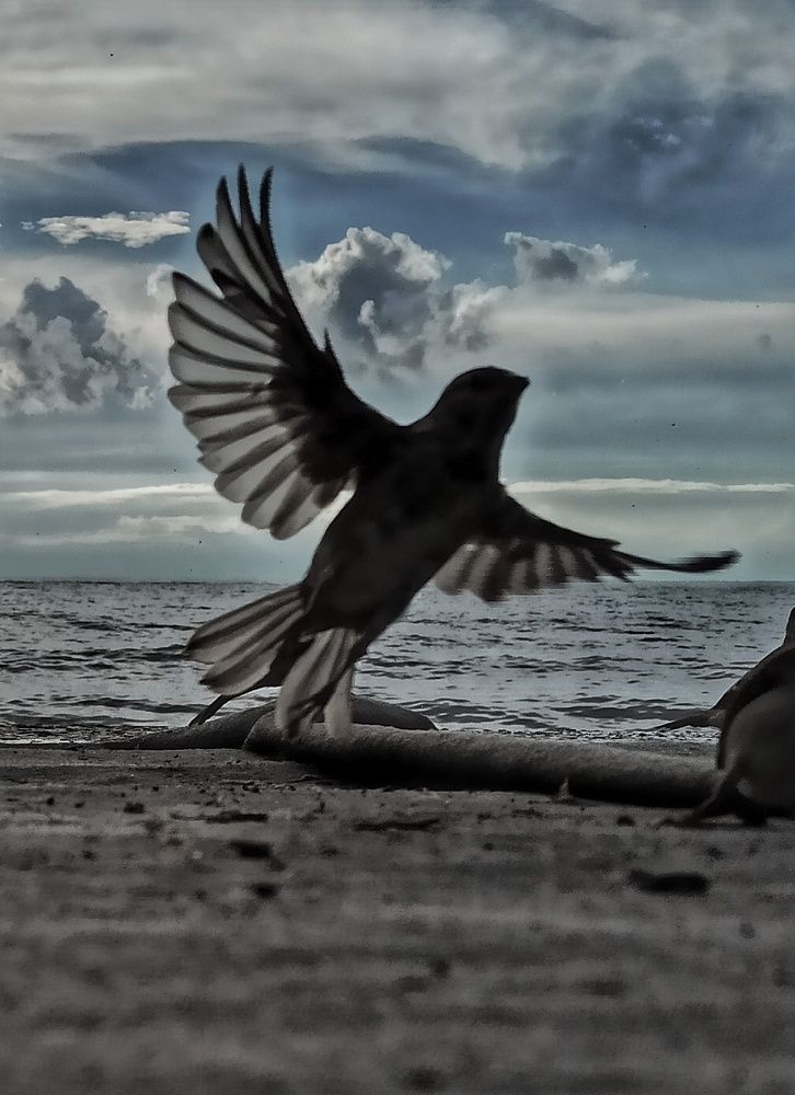 Фотография автора Максим Светличный