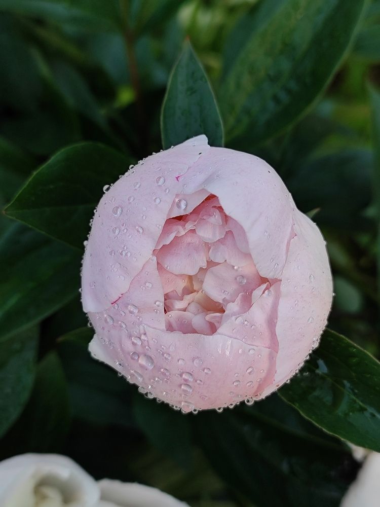 Photograph by Екатерина Борисовна Кузьмина