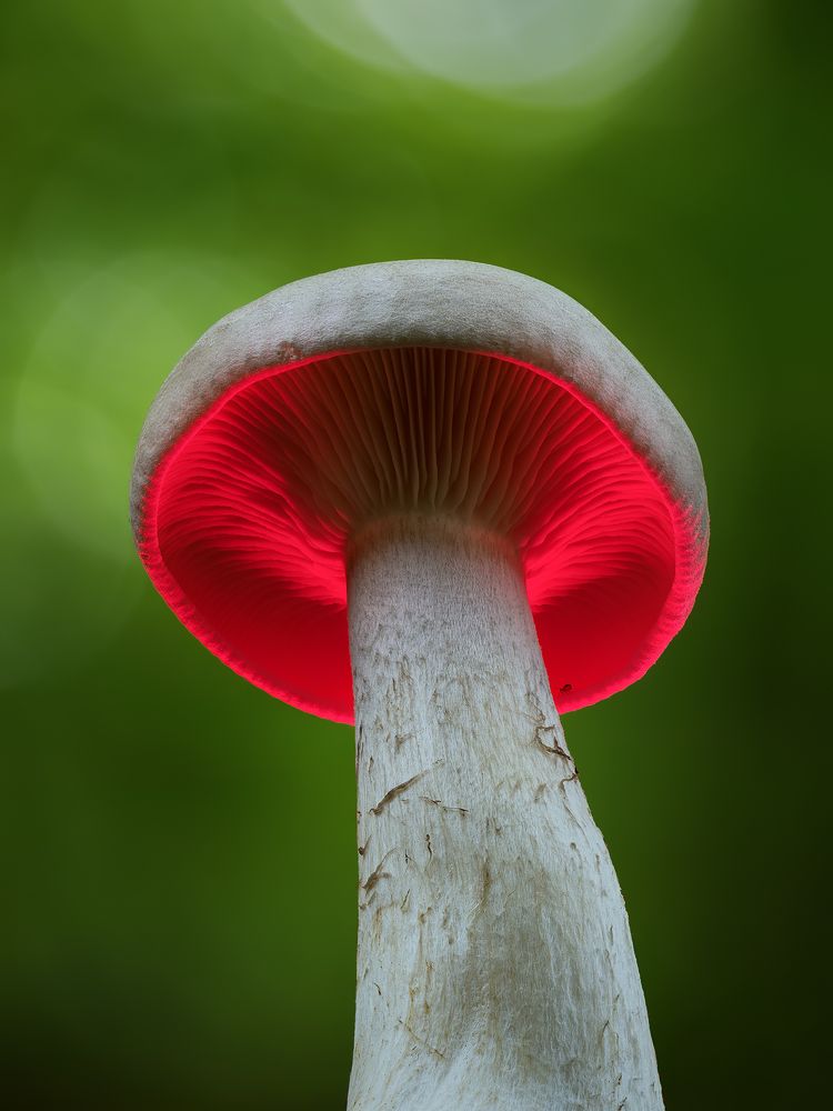 Photograph by Ireneusz Irass Walędzik