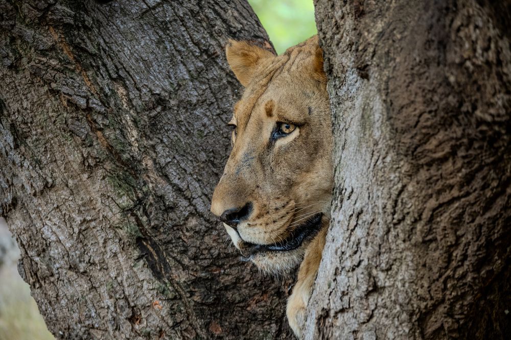 Photograph by Andrea Brunelli