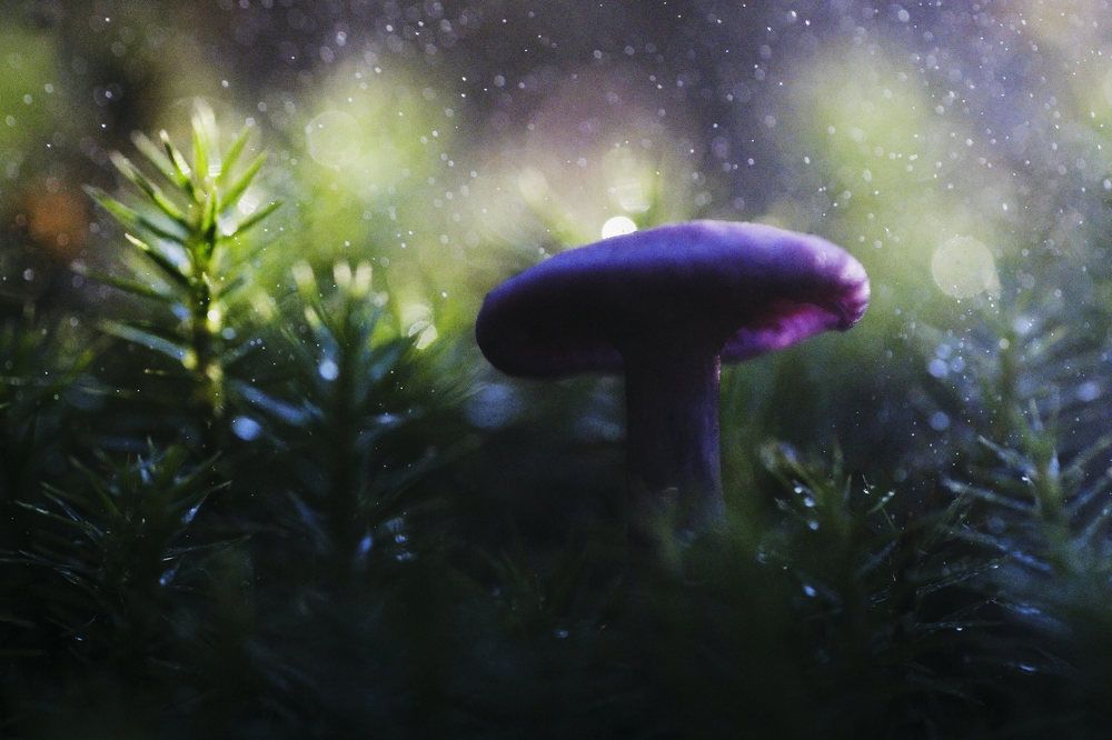 Photograph by Madalin Vlad