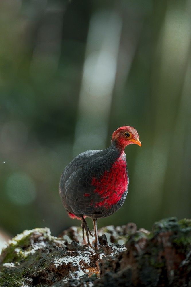 Crimson-Headed Partridge
