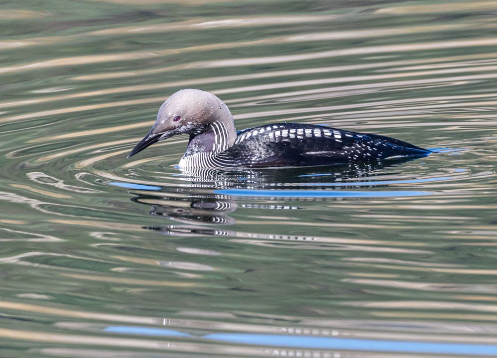 Photograph by Савчук Сергей