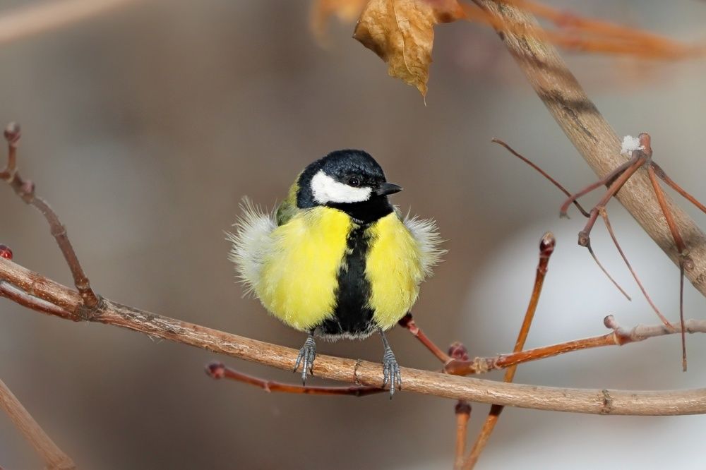 Photograph by Татьяна Бравая