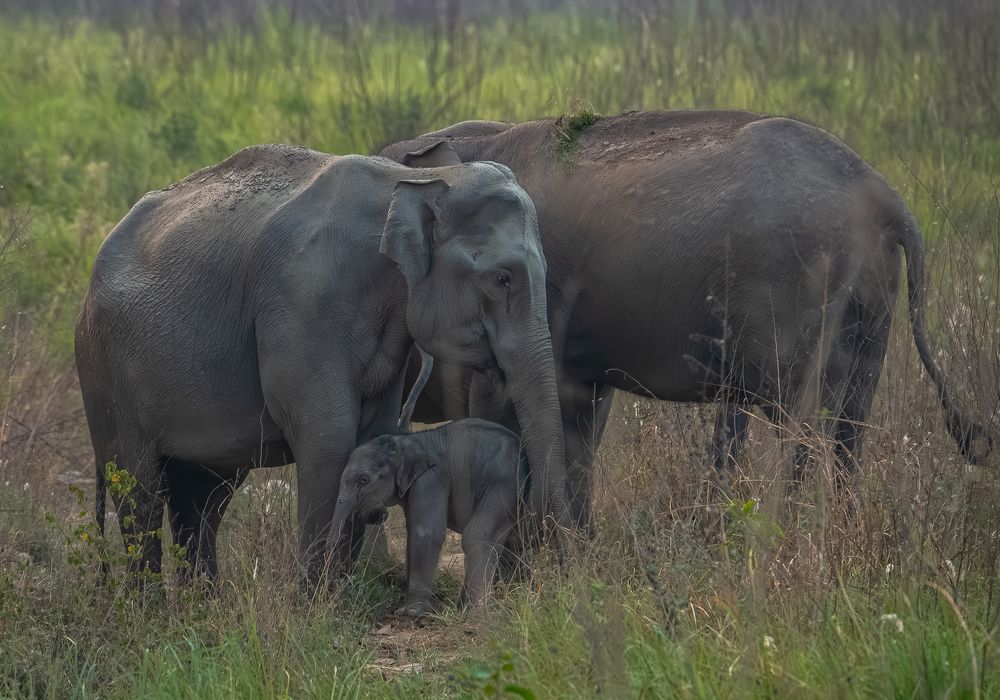 Photograph by Manoj Nair