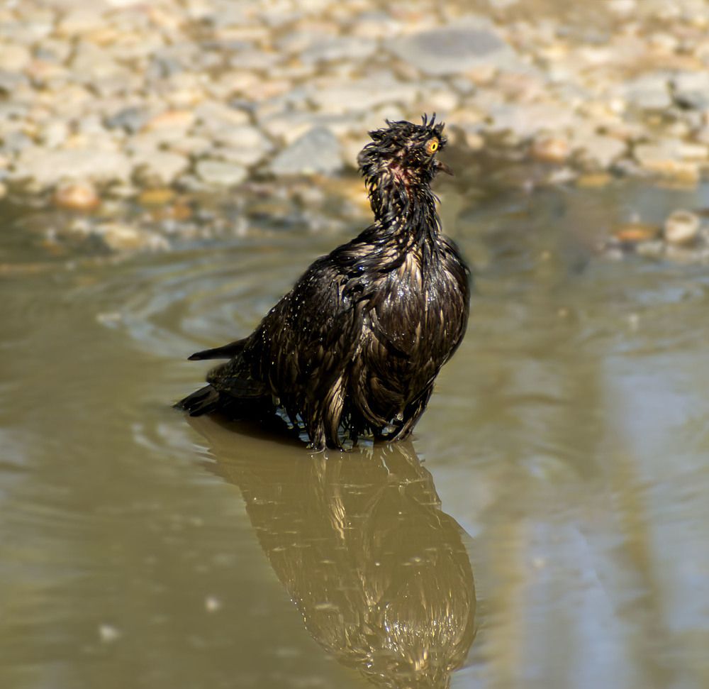 Водные процедуры