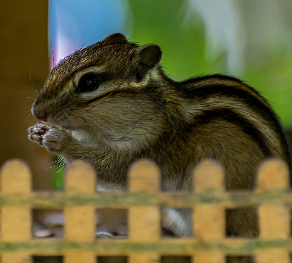 Бурундук в кормушке