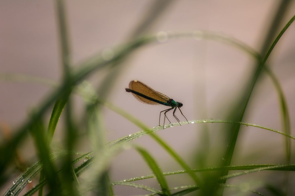 Photograph by Сергей Дишук