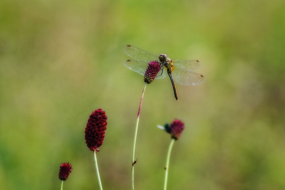 Photograph by Сергей Дишук