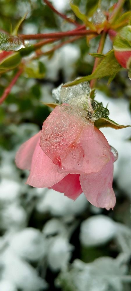 Photograph by Любовь Макарова