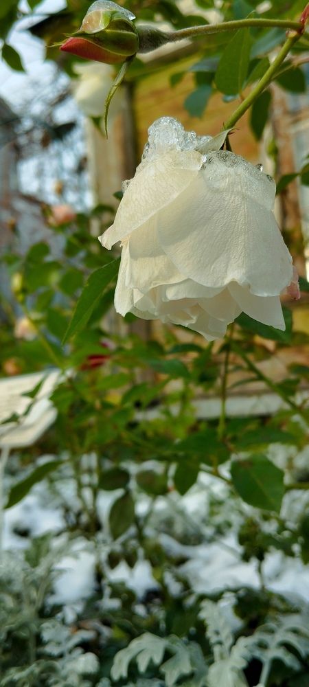 Photograph by Любовь Макарова