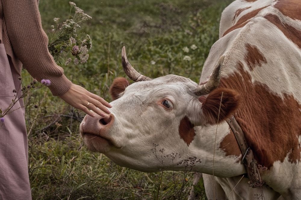 Деревенская жизнь