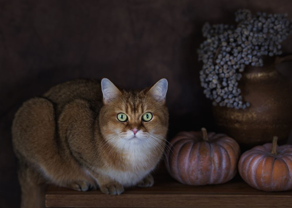 Photograph by Louisa85