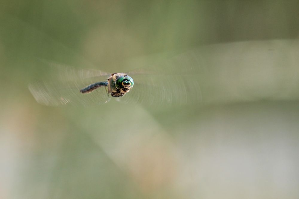 Photograph by Дарья Улюсова