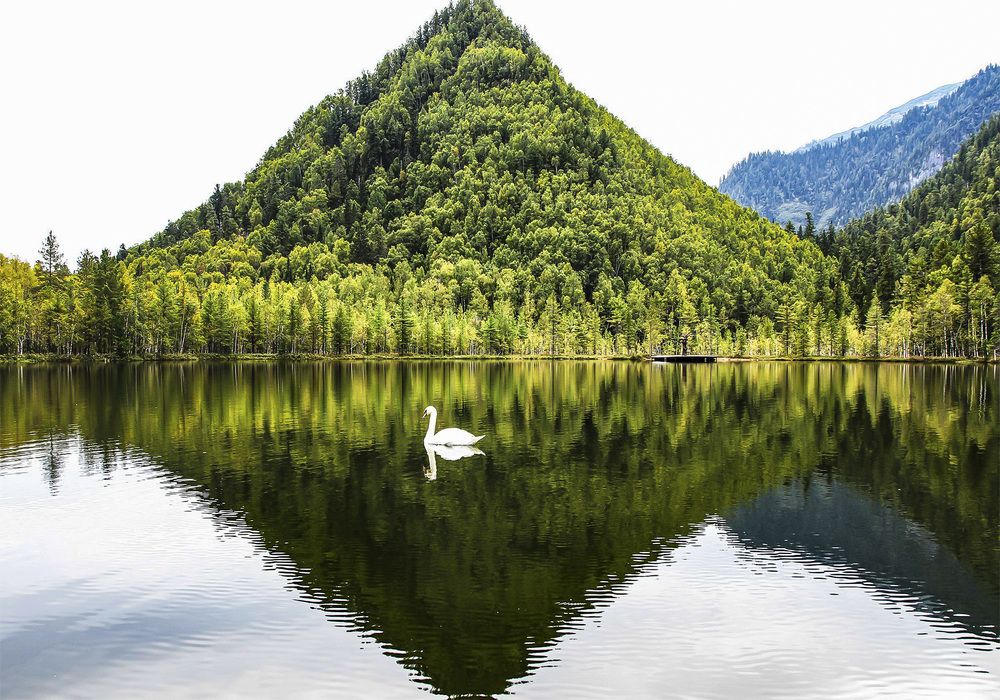 Одинокий лебедь