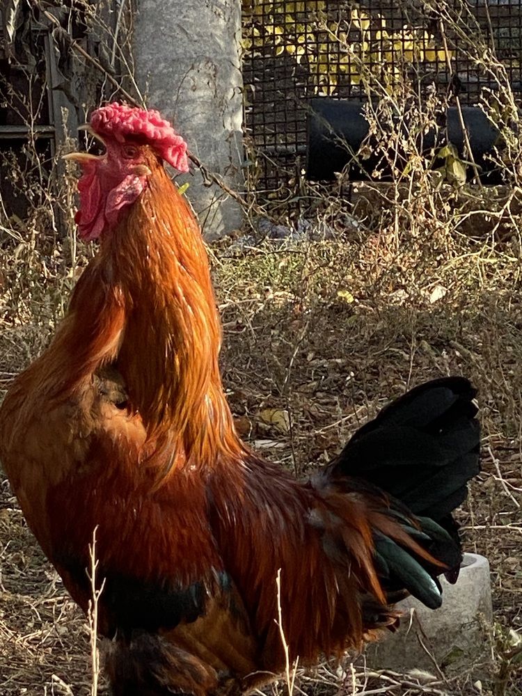 Петух которому 9 лет