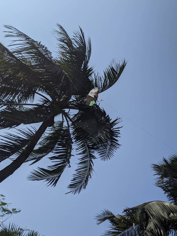 Фотография автора nisha de sousa