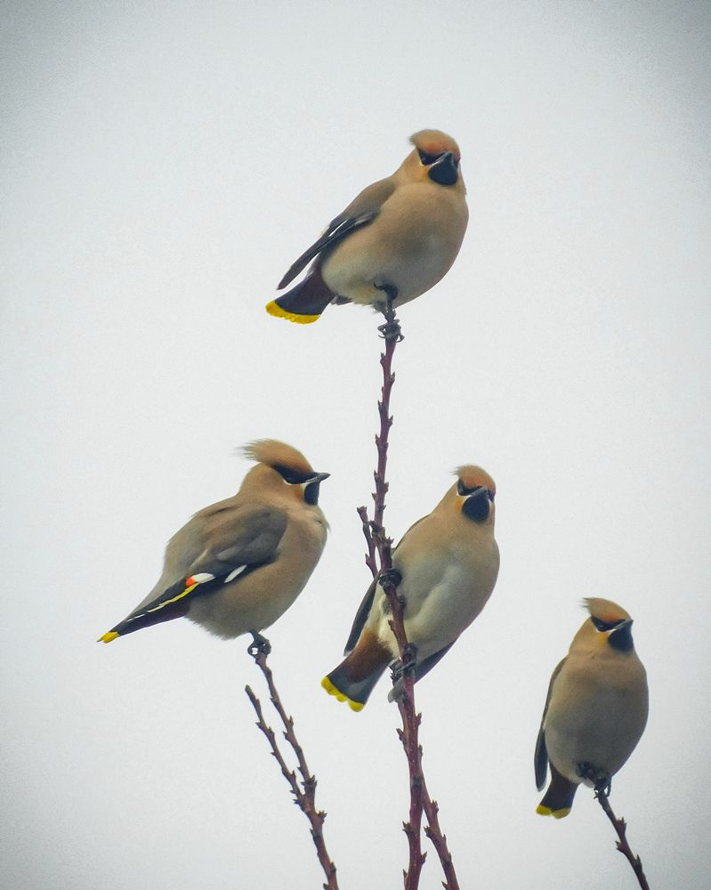 Photograph by Юлия Закопайло