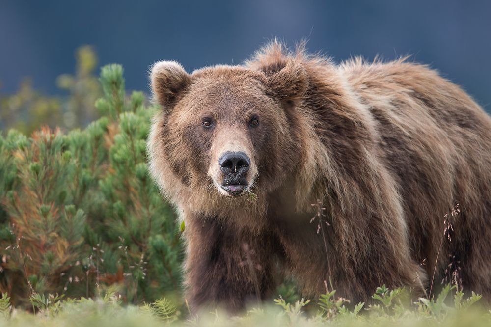 Фотография автора Lozhkin Vyacheslav