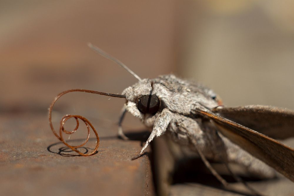 Photograph by Владислав Капанов