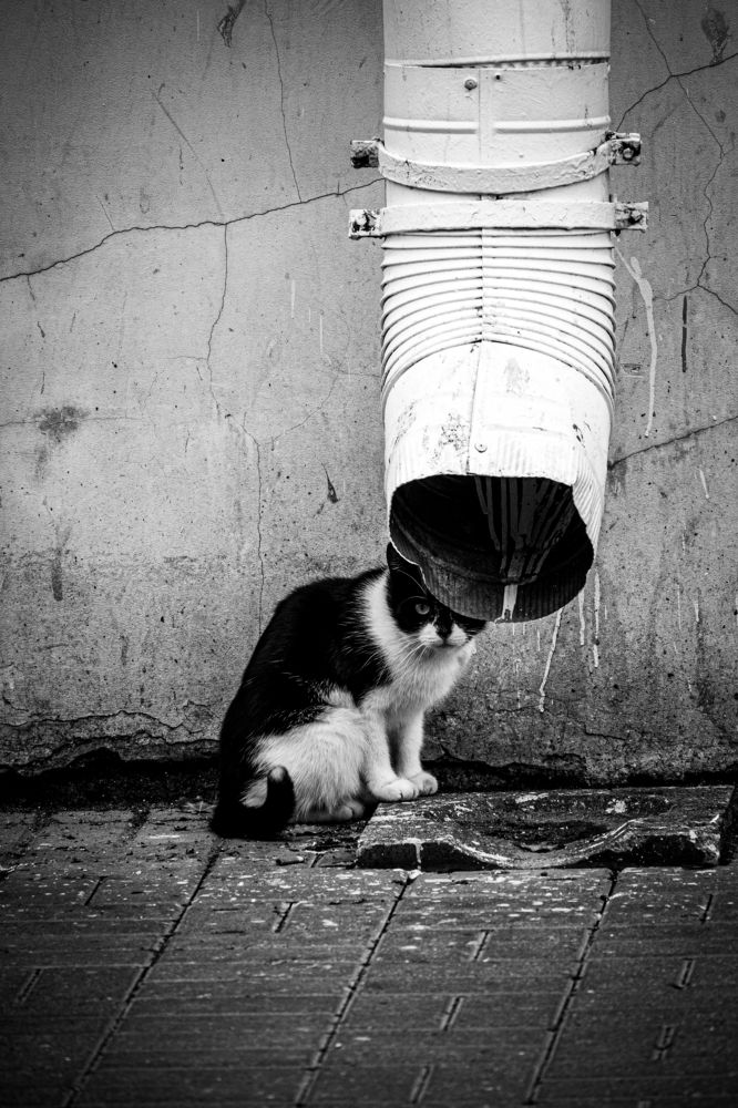 Фотография автора Виталий Волошин