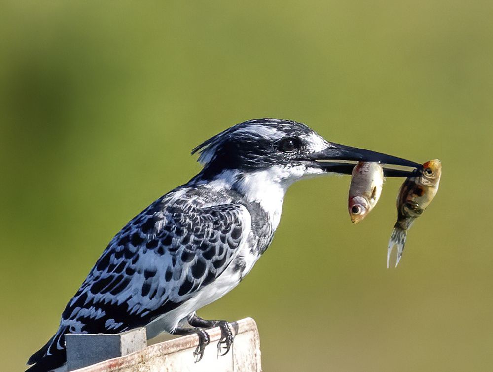 Фотография автора Mohammed sajd Abo ganem