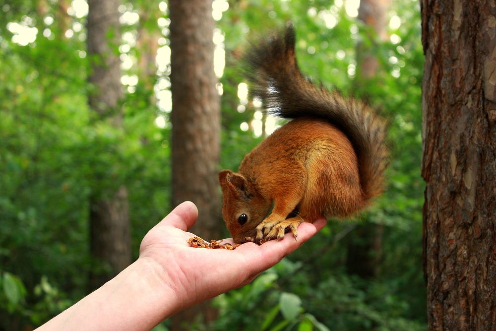 Фотография автора Nelya  Lysenko