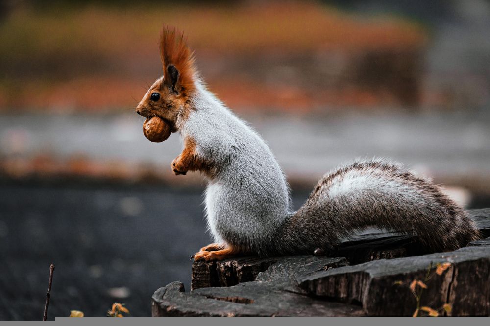 Photograph by Ника Обида