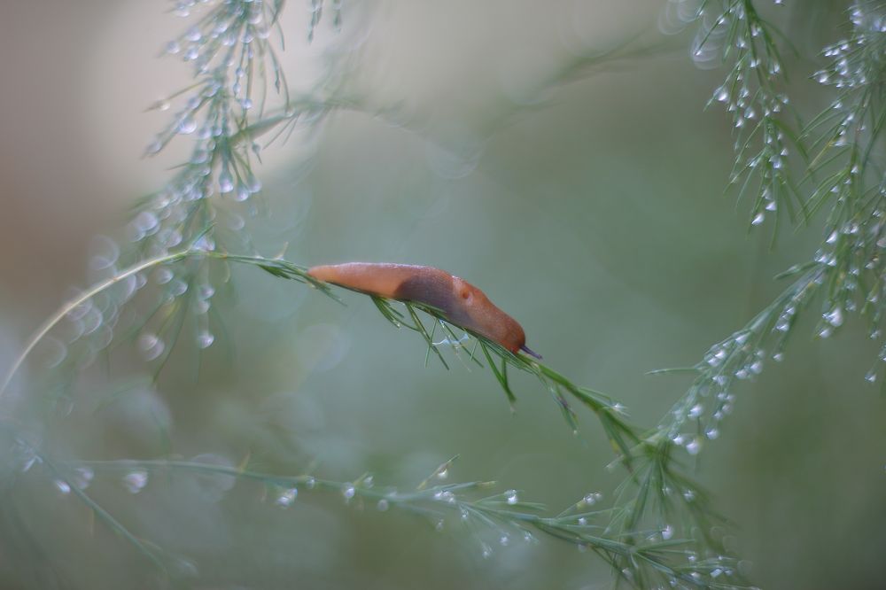 Эквилибрист