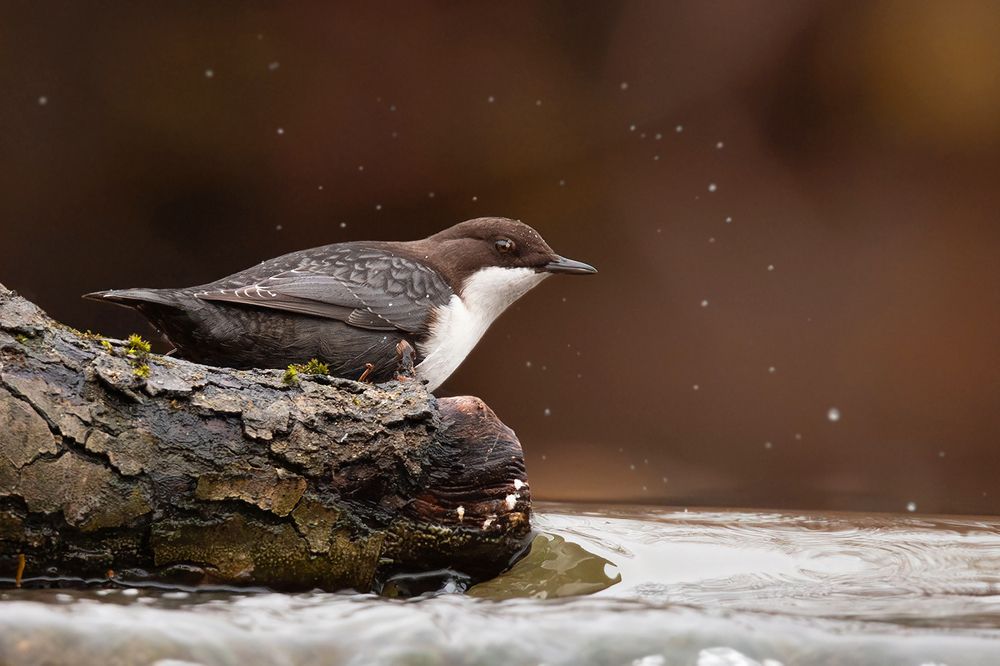 Photograph by Алёна Тиханович