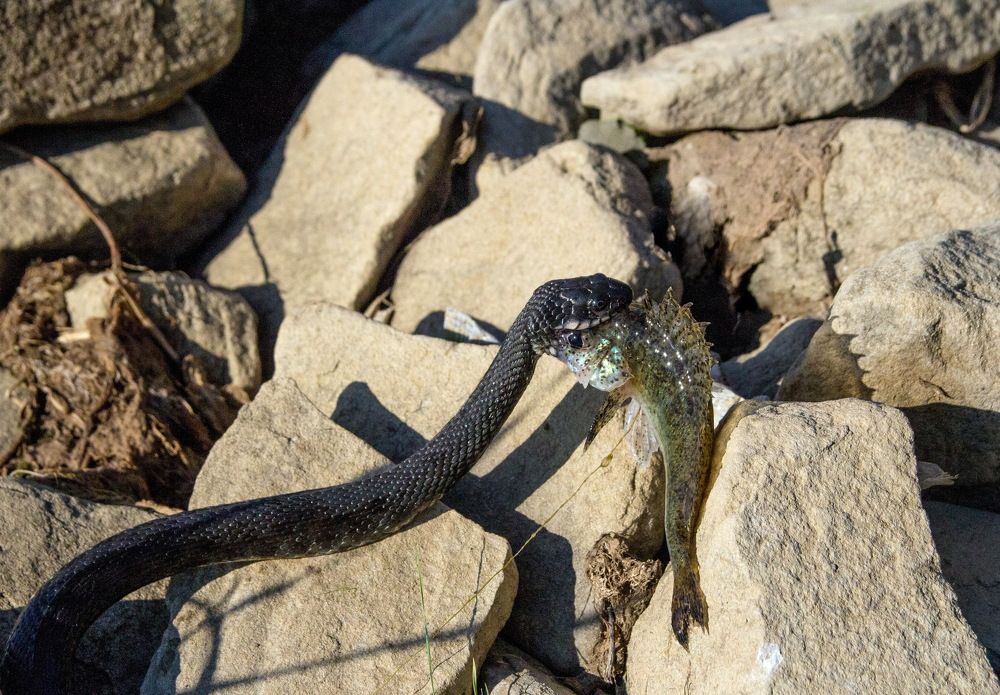 Photograph by Марина Ватанская