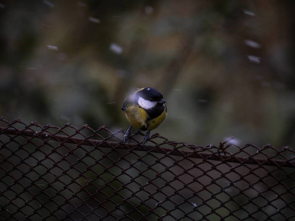 Photograph by Хабаров Сергей