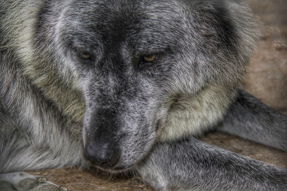 Старейшина.