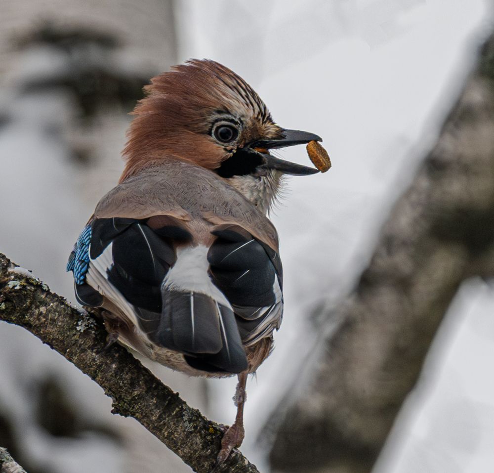 Photograph by Курлянцев Алексей