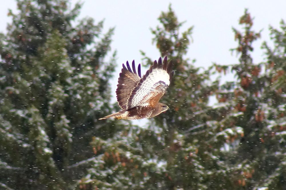 Фотография автора Jevgeni Filimonov