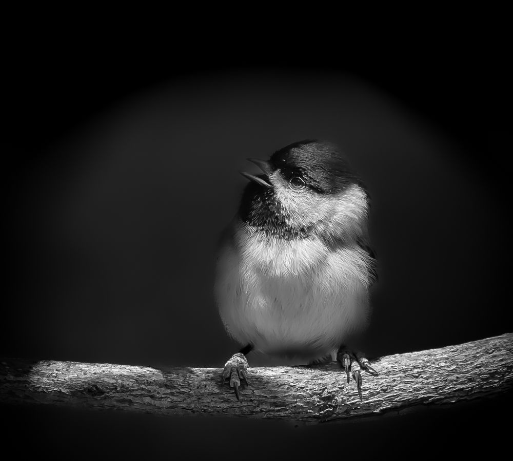 Photograph by Schletter Jackie