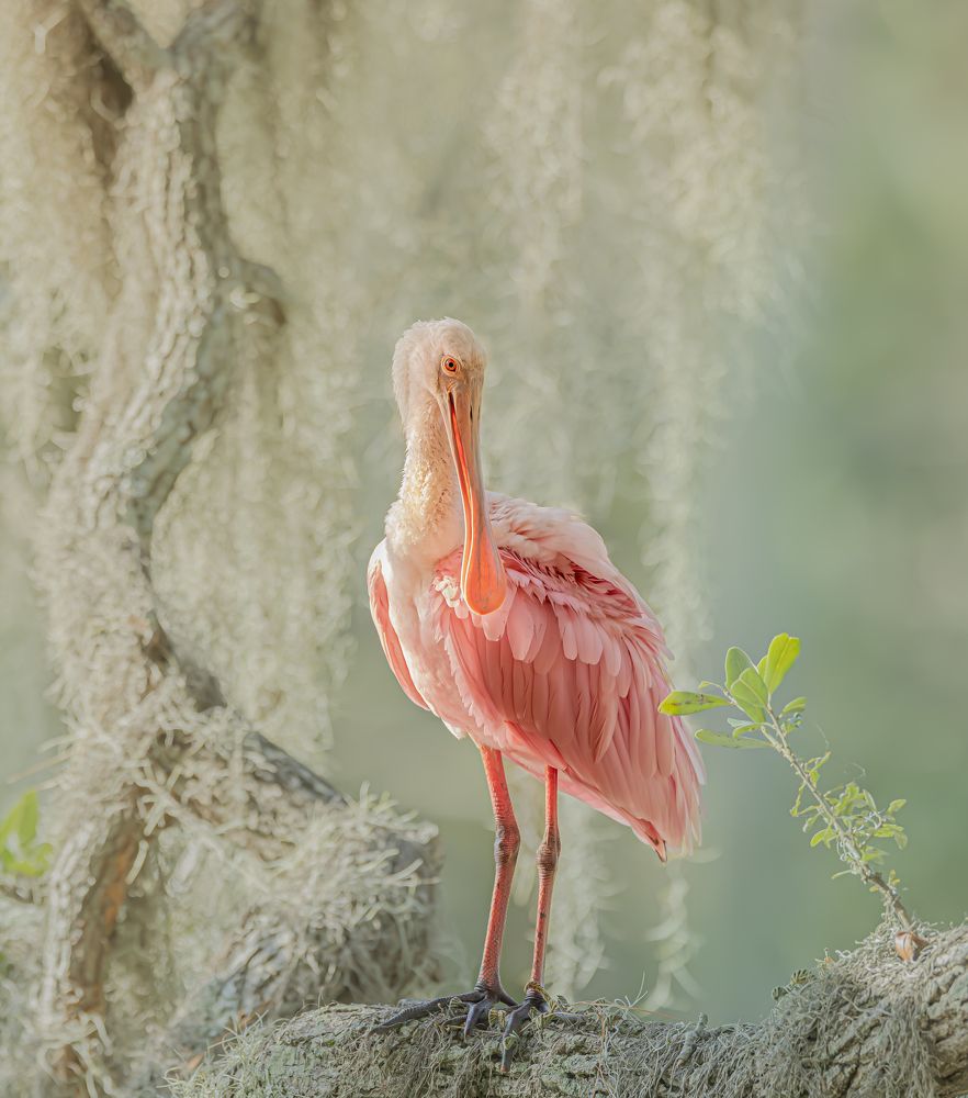 Photograph by Schletter Jackie