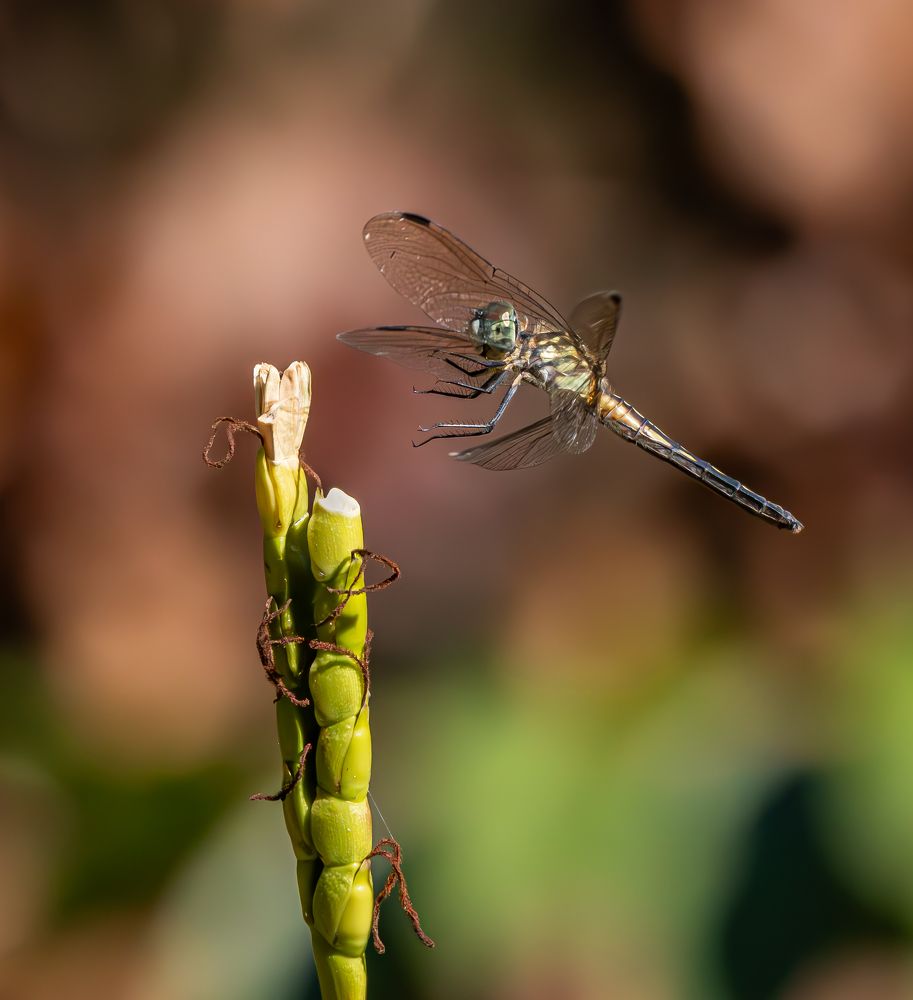 Photograph by Schletter Jackie