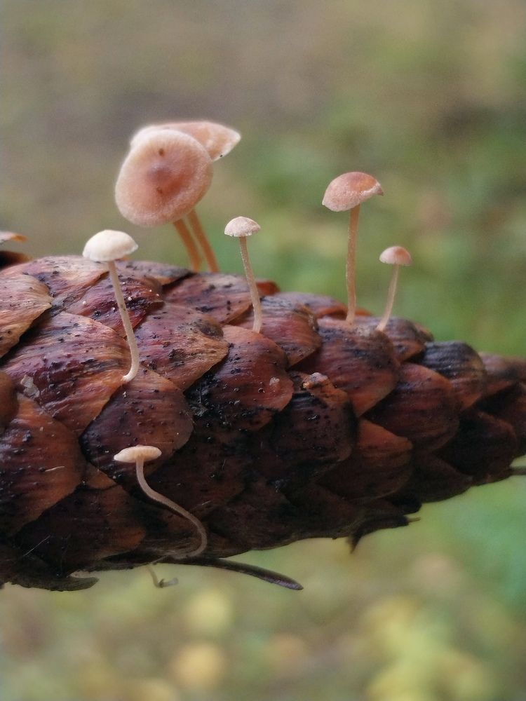 Фотография автора Альбина Хвастунова