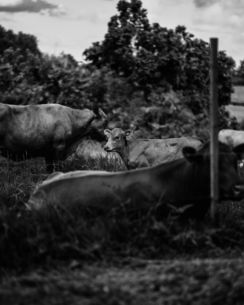 Photograph by Akeem Chandler-Prescod