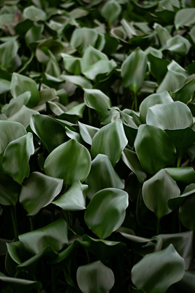 Photograph by Akeem Chandler-Prescod