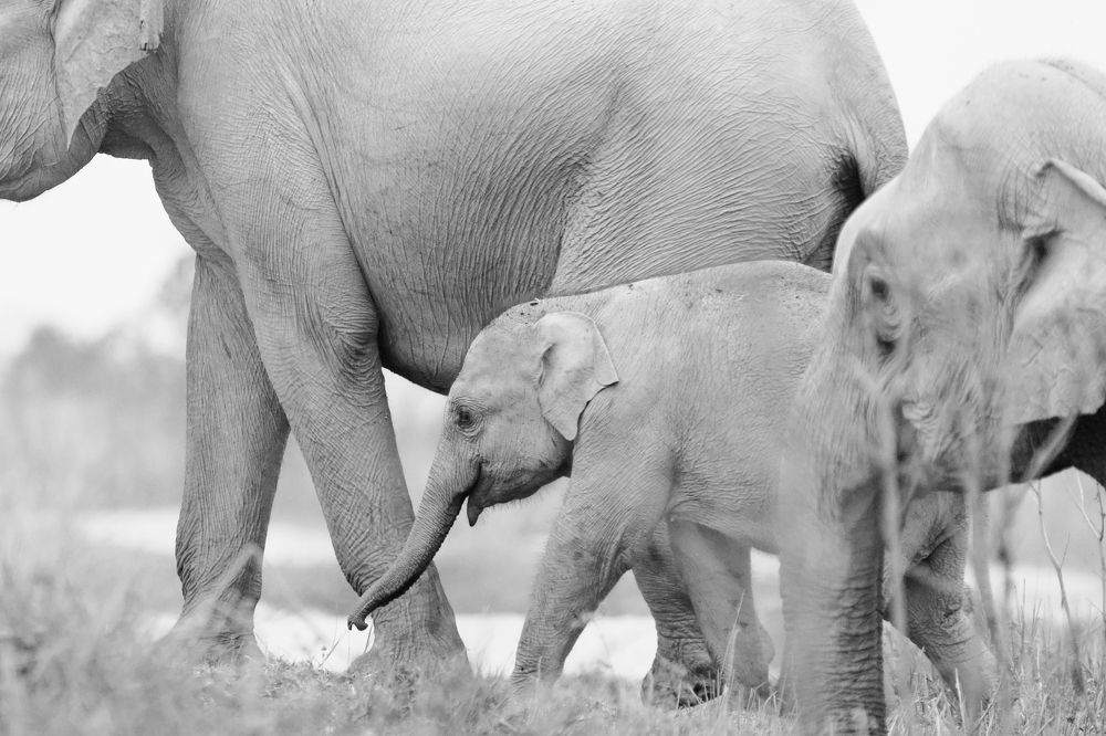 Majestic Walk in Family Protection