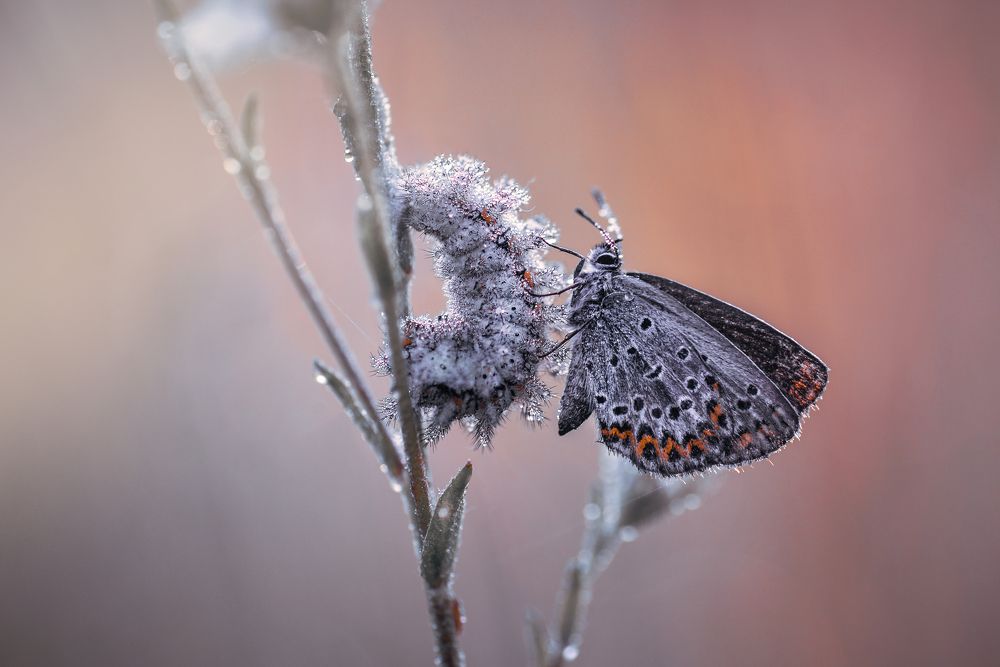 Photograph by Лапшина Владлена
