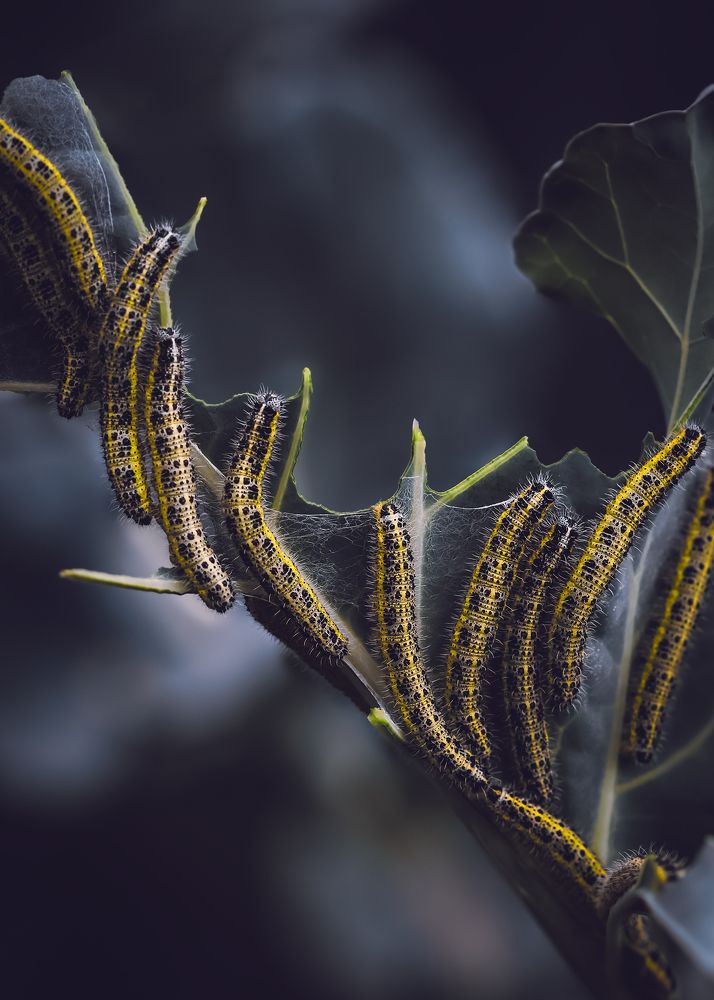 cabbage caterpillars