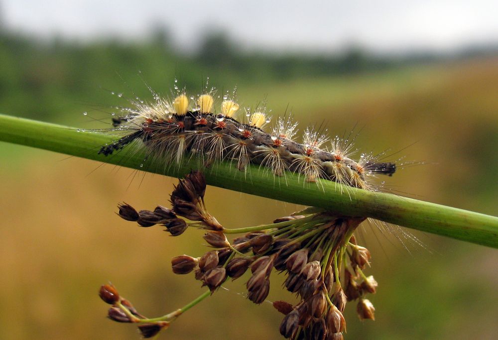В утренней росе