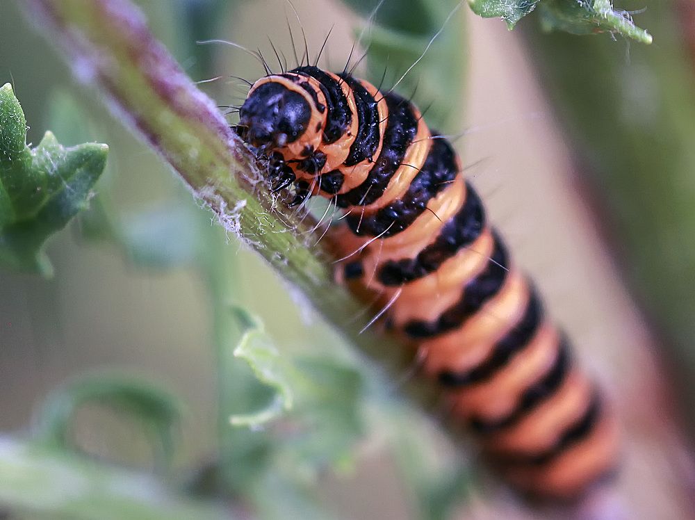 Фотография автора Александр