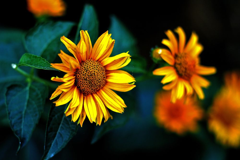 Photograph by Юрий Гайворонский